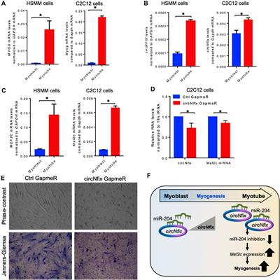 Identification of Potential circRNA-microRNA-mRNA Regulatory Network in Skeletal Muscle